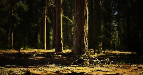 Sunlight Filters Through Towering Trees in a Tranquil Forest Setting