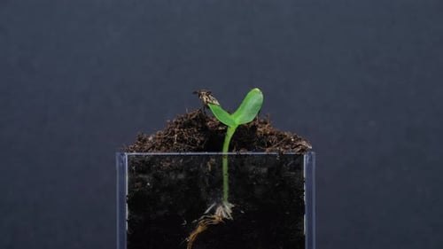 Section view of nature growth process as seeds germinate and sprout into small plants.