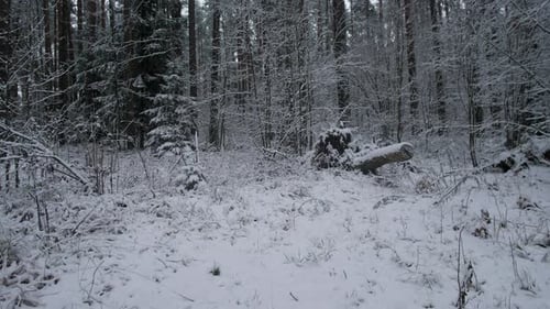 Bilder der frostigen Waldlandschaft Alaskas, heitere, eisige Waldlichtung mit Fokus auf unberührte Wildtiere