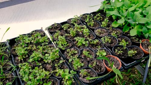 Various Seedlings Growing in a Greenhouse Selective Focus