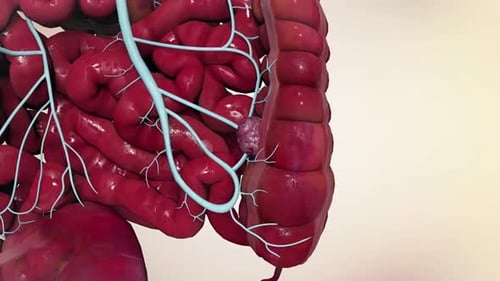 Human Digestive System and Internal Organs 3D Medical Animation
