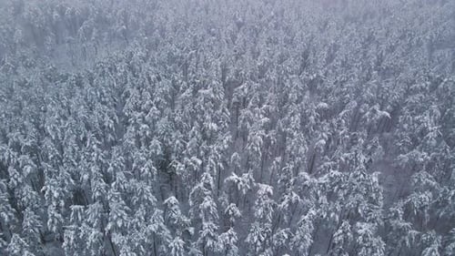 Aerial view of a frozen pine tree forest with snow covered trees in winter. Flight above winter fore