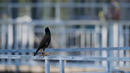 Close-Up of a Myna Bird with Vibrant Yellow Markings
