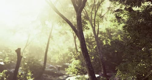 Sunlight Filtering Through Trees in a Peaceful Forest Setting at Dawn