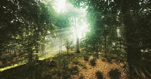 Sunlight Filtering Through Dense Trees in a Serene Forest Landscape