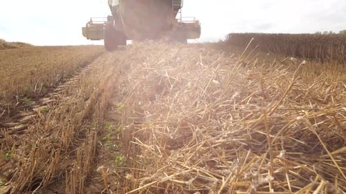 Combine Harvester in Golden Wheat Field
