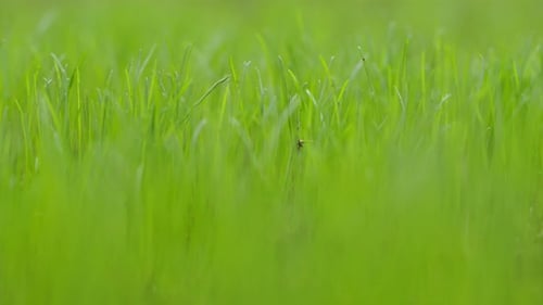 Nahaufnahme von frischem Gras, das im Hinterhof wächst, Rackfokus, mittel bis