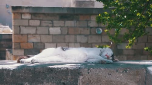 Stray White Cat Sleeps on the Street