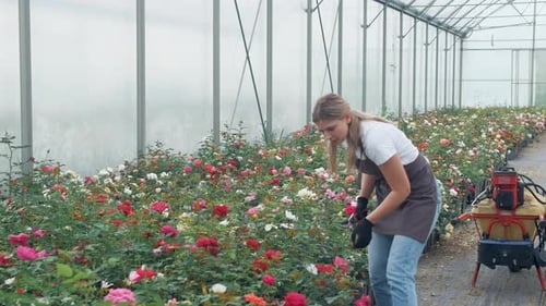 Young Woman Tending Roses in Greenhouse