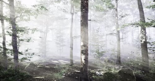 Misty Forest Landscape with Soft Light Creating a Tranquil Atmosphere