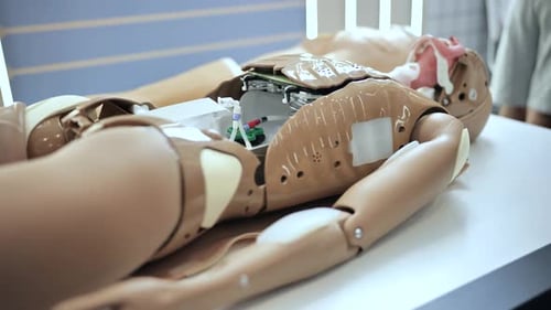 Modell für die medizinische Ausbildung, das interne Systeme für die Ausbildung und Simulation von Studierenden zeigt