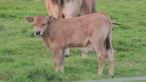 Calf in Pasture