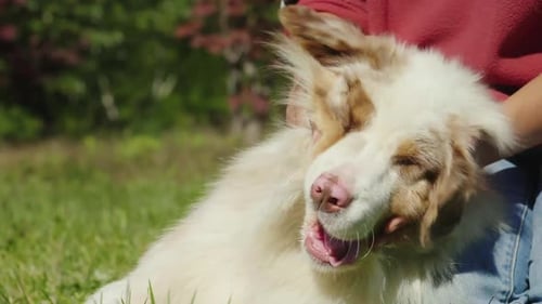 The Owner is Having Fun Playing with His Dog Tortles Her for Muzzles Cool Video with Animals Concept