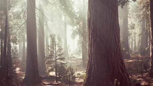 Giant Sequoias in the Giant Forest Grove in the Sequoia National Park
