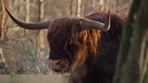 Highland cow bull with huge horns ruminating in forest, exhaling vapor.