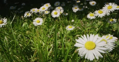 Alternative Aufnahme: Eine Kamera bewegt sich an einem sonnigen Tag zwischen frischen Gänseblümchen auf einer grünen Wiese. Konzept: na