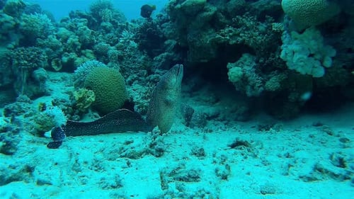 Large moray eel searching for food around coral reef