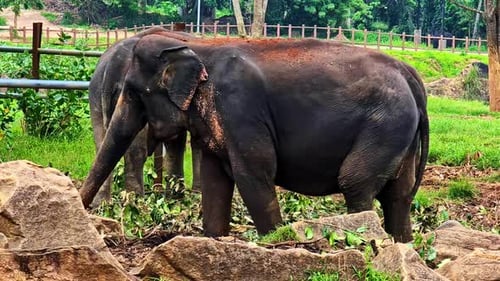 Beautiful elephants in Pinnawala Elephant Orphanage in Sri Lanka