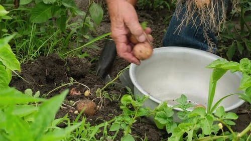 Harvesting Fresh Potatoes in a Rural Garden