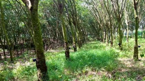 rows of rubber trees
