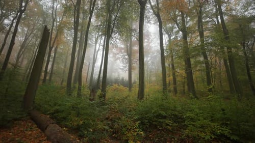 A dreamy autumn forest. Thin fog in the air.