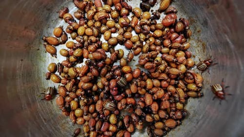 Colorado Potato Beetle Larvae and Adults Crawling Inside a Metal Bowl Creating a Dense Mass of
