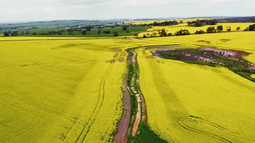 Los vibrantes campos de colza amarillos crean un paisaje impresionante