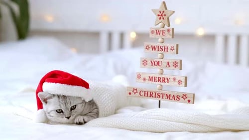 Cute Kitten Wearing Santa Hat on Bed