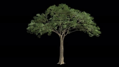 Kapok Tree Swaying in Wind Loop Animation with Alpha Channel. Wind Blows The Ceiba Pentandra Tree