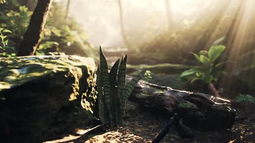 La lumière du soleil illumine les arbres et les rochers de la forêt tropicale