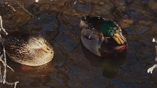 Zwei Enten schwimmen an einem sonnigen Morgen in einem ruhigen Teich