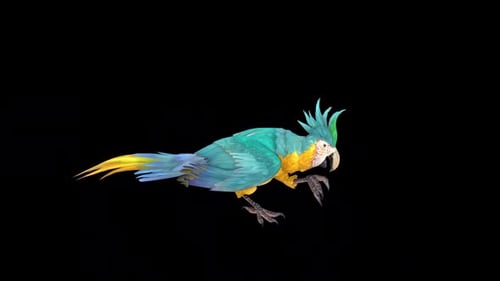 Cockatoo Bird Leg Wash