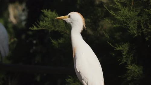 Ein wunderschöner und eleganter Vogel mit einem einzigartigen Wappen in seinem natürlichen Lebensraum und seiner Umgebung
