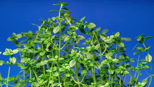 Thyme Leaves Moves and Grow in Time Lapse on a Blue Background. Green Branch of Organic Food
