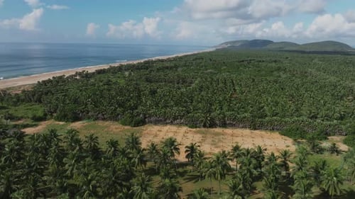 Drone Flight Over Coconut Palm Plantation Revealing Coastal Beach, Anakapalli District, India