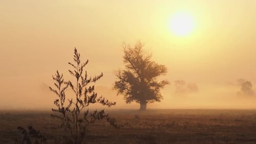 Shot of morning mist over open field at sunrise. Trees in the fog. Magic autumn morning.