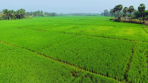 Aerial View of Endless Green Rice Fields with Palm and Coconut Trees