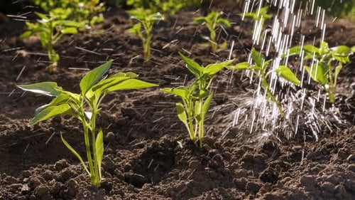 Backyard Vegetable Garden Farm Water Plant Seedling Pepper Plants Garden Growing Sapling Young