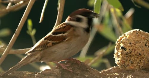 Sparrow Perched On Branch Near Food Ball