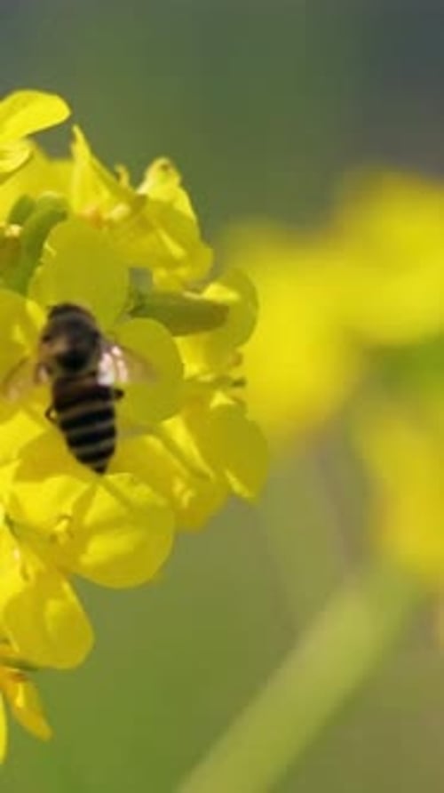 Vertical View Of Honey Bee Collecting Nectar
