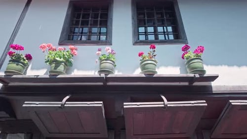 Potted Geraniums Decorating an Urban Building Exterior