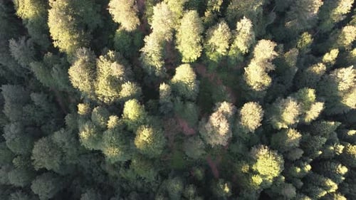 Aerial Sunshine Forest