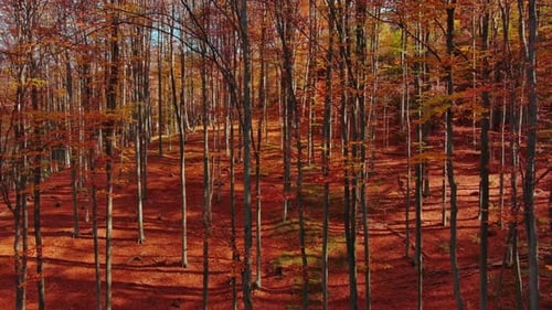 Bright Autumn Forest in Sunny Day