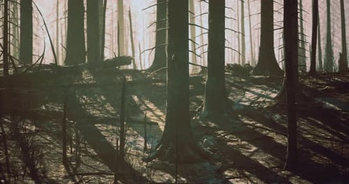 Shadows of Burnt Trees in a Forest Environment After Wildfire