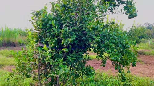 Orange trees bear heavy and fresh fruit