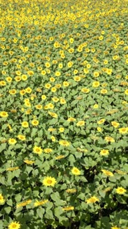 Yellow Sunflower Field in Summer