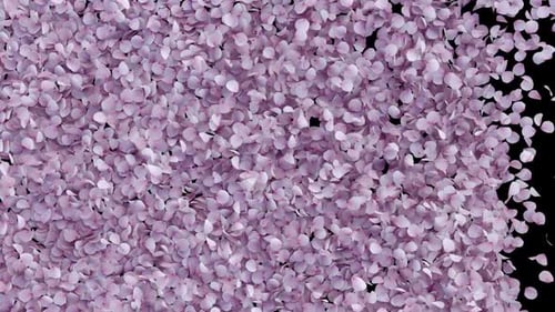 Pink Petals Falling Away Seamless Transition