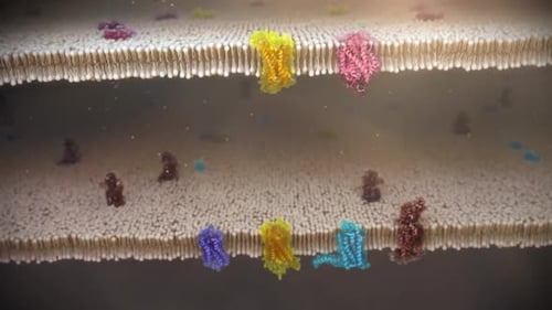 Cell membrane structure with colorful protein molecules embedded