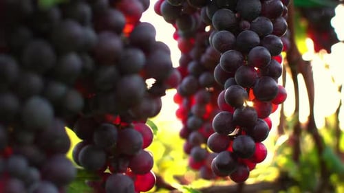 Sonnengeküsste Trauben Ernten dunkelroter Weintrauben in einem Weinberg