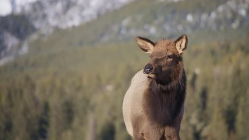 Juvenile Elk Grazing in Natural Habitat